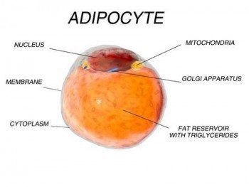 Adiposity, Adipokines, and Adiposopathy - Sick Fat Disease Explained