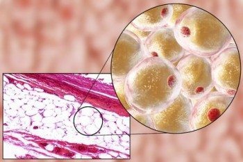 Adipose cells are called adipocytes. Adipose tissue is made up of adipocytes, white blood cells, and fibroblasts, surrounded by connective tissue, collagen, nerves and blood vessels. Adipose cells constitute the majority of adipose tissue volume.