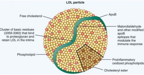 Ldl Particle Size Chart