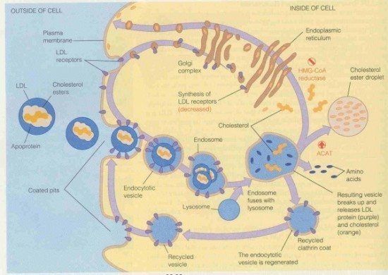 Cholesterol and Diabetes. Letting the Cat out of the Bag