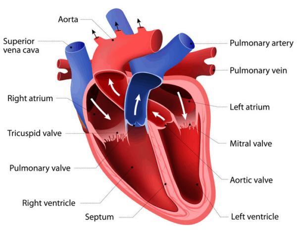 21 Important Questions and Answers About Heart Failure