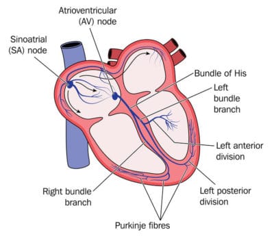 Conduction system of the heart