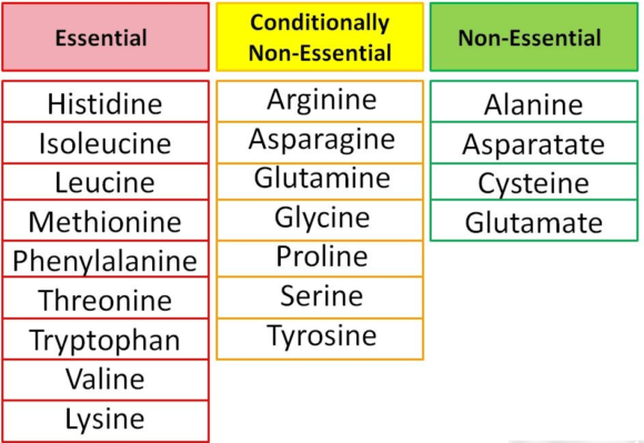 Amino Acids