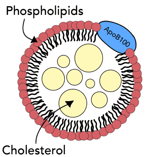 Lipoprotein particle