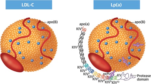 What is lipoprotein(a), why is it important, and how can it be modulated?